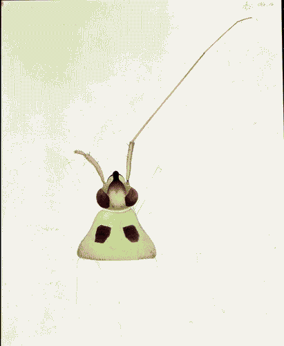 Image for XVIII Triennale - Partecipazioni internazionali - Svizzera. Dopo Cernobyl- Cornelia Hesse-Honegger, Acquarello