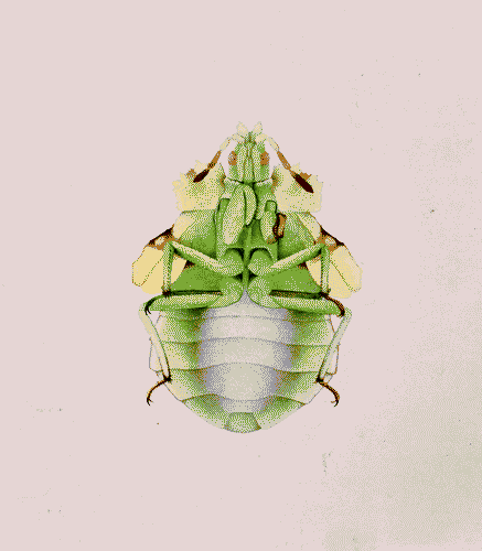 Image for Acquarello di larva di Ambush Bug, nelle vicinanze di Three Mile Island (USA)