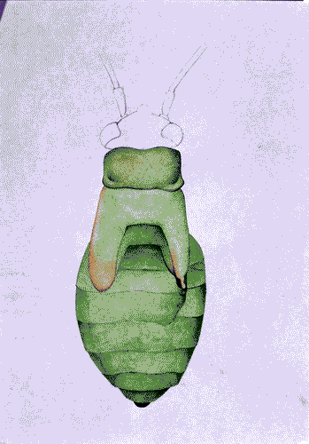 Image for XVIII Triennale - Partecipazioni internazionali - Svizzera. Dopo Cernobyl - Cornelia Hesse-Honegger, Acquarello