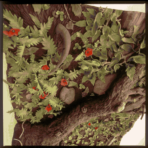 Image for XVIII Triennale - Mostre tematiche - Presenze d'arte in Italia, oggi, tra cose e natura - Piero Gilardi, "Tappeto natura"