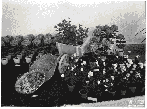 Image for VII Triennale - Mostre temporanee - Mostre floreali