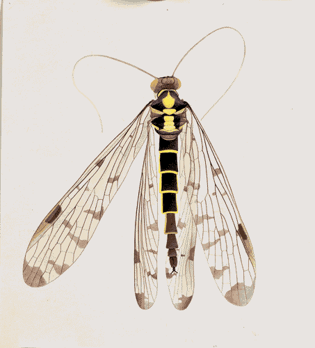 Image for XVIII Triennale - Partecipazioni internazionali - Svizzera. Dopo Cernobyl- Cornelia Hesse-Honegger, Acquarello