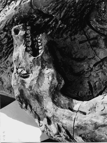 Image for Gruppo scultoreo "caccia al cinghiale"