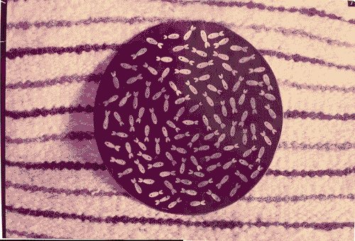 Image for XI Triennale - Sezione del Messico - Piatto di rame smaltato