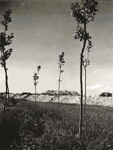 Image for VIII Triennale - Quartiere sperimentale della Triennale di Milano QT8