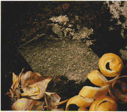 Image for XVIII Triennale - Partecipazioni internazionali - ICSID. I tre fondamenti dell'ICSID - Materiale biodegradabile ottenuto da foglie triturate con amido