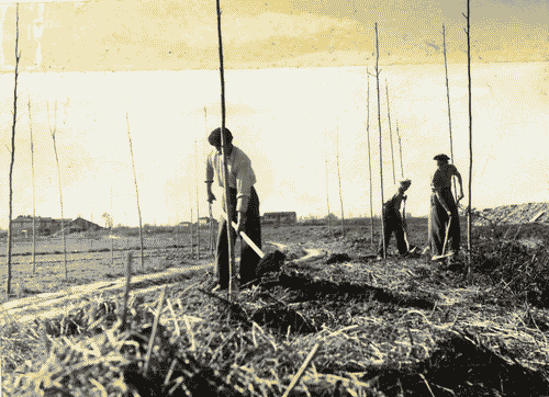 Image for VIII Triennale - Quartiere sperimentale della Triennale di Milano QT8 - Posa alberi