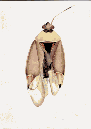 Image for XVIII Triennale - Partecipazioni internazionali - Svizzera. Dopo Cernobyl- Cornelia Hesse-Honegger, Acquarello