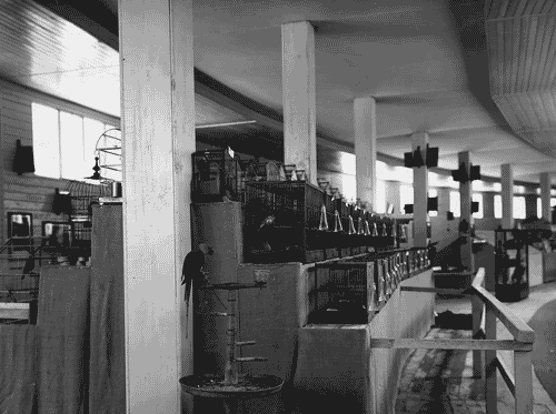 Image for V Triennale - Mostre nel parco - Padiglione per la mostra dei fiori e degli uccelli - Mostra internazionale di ornitologia