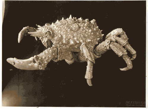 Image for II Biennale - Sezione marchigiana - Sala di Ferruccio Mengaroni - Granchio in maiolica policroma