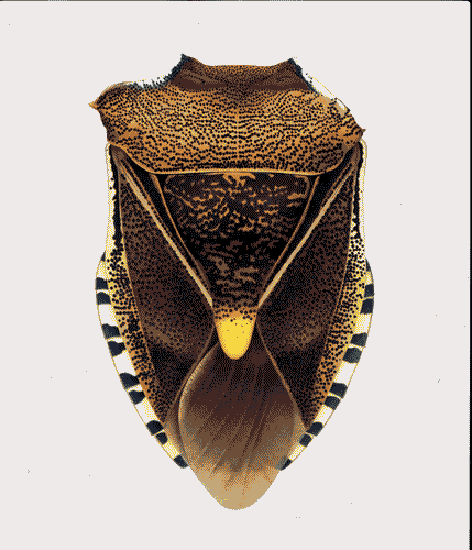 Image for XVIII Triennale - Partecipazioni internazionali - Svizzera. Dopo Cernobyl- Cornelia Hesse-Honegger, Acquarello