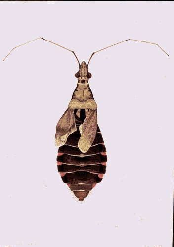 Image for XVIII Triennale - Partecipazioni internazionali - Svizzera. Dopo Cernobyl- Cornelia Hesse-Honegger, Acquarello