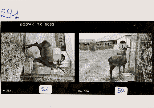 Image for Il luogo del lavoro - Paesaggi industriali di oggi - Natura e computer. L¿agricoltura diventa computerizzata - Esperimento per allevamento semibradodi cervo rosso europeo a Milano