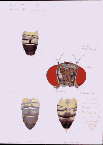 Image for XVIII Triennale - Partecipazioni internazionali - Svizzera. Dopo Cernobyl- Cornelia Hesse-Honegger, Acquarello