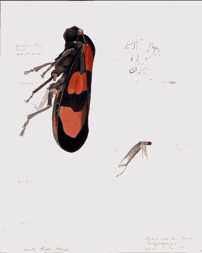 Image for Acquarello di Circopis a Rancate (Svizzera)